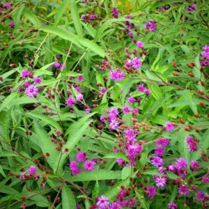 5 Ironweed Vernonia Novebarensis Bare-root - Purple Blooms, Tall Garden Plant