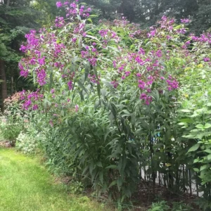 5 Ironweed Vernonia Novebarensis Bare-root - Purple Blooms, Tall Garden Plant