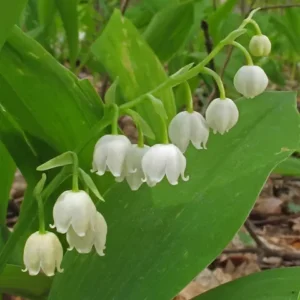 5 Lily of the Valley Plants - Fragrant White Flowers - Bare Root