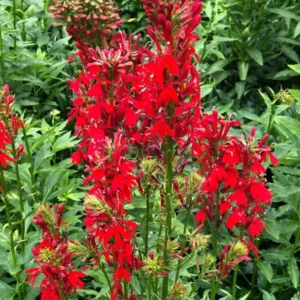 5 Lobelia Cardinal Bare-root - Red Flowers - 4-6 Feet Tall - Pollinator-Friendly