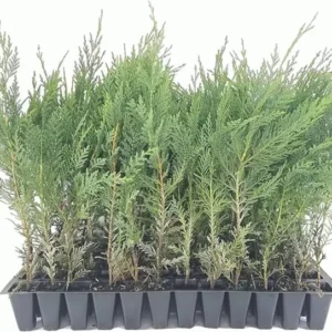 5 Murray Cypress Tree Live Plants Upright Evergreen Privacy Screen Perennial