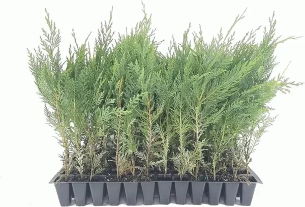 5 Murray Cypress Tree Live Plants Upright Evergreen Privacy Screen Perennial