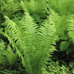 5 Ostrich Fern Bare Root Glade Fern Native Woodland Perennial Shade Garden