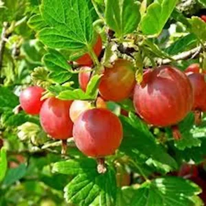 5 PIXWELL Gooseberry Plants Ribes uva-crispa Edible Fruit Bush