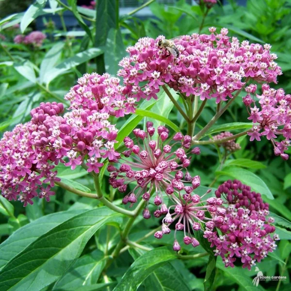 5 Pink Butterfly Milkweed Bare-root 2-Pack | Asclepias Incarnata, Pollinator-Friendly