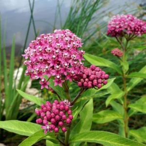 5 Pink Butterfly Milkweed Bare-root 2-Pack | Asclepias Incarnata, Pollinator-Friendly