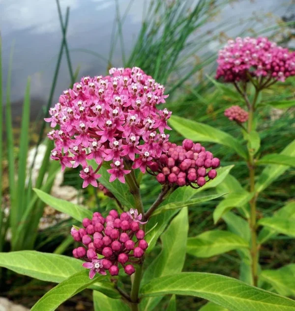 5 Pink Butterfly Milkweed Bare-root 2-Pack | Asclepias Incarnata, Pollinator-Friendly