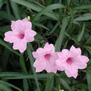 5 Pink Mexican Petunia Ruellia Brittoniana Perennial Well Rooted Plants, 3-5 Inches Tall, Tropical Flowering Shrubs