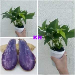 5 Purple and White Japanese Yam Sweet Potato Slips Rooted in Cup Organic