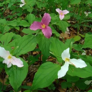 5 Red Trillium Bare-Root Bulbs Trillium Erectum Red Flowering Perennial