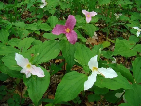 5 Red Trillium Bare-Root Bulbs Trillium Erectum Red Flowering Perennial