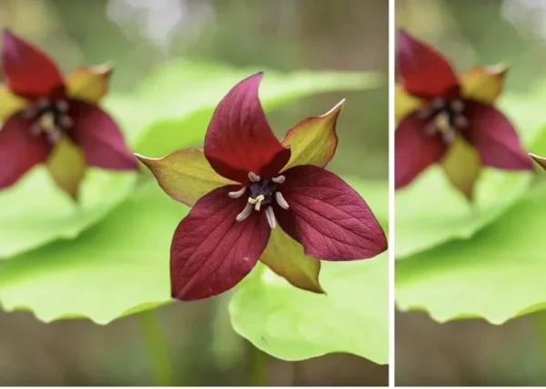 5 Red Trillium Bulbs Bare Root Wildflower Trillium Erectum Shade Plant