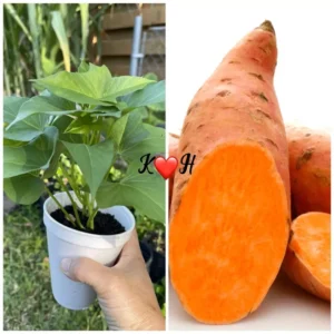 5 Rooted Beauregard Sweet Potato Plants With Pot Live Ready to Grow