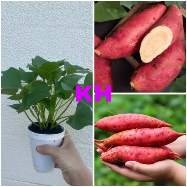 5 Rooted Red Sweet Potato Plants - Organic Purple Sweet Potato Plants in Cup