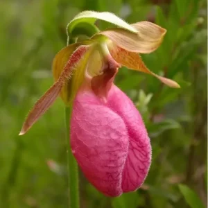 5 Small Pink Lady’s Slipper (Cypripedium Acaule) - Bare Root Bulbs