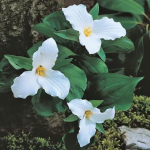 5 Trillium White Bulbs - White Wakerobin - Premium Perennial Wildflower