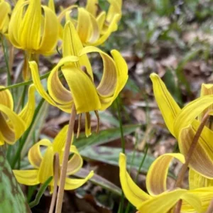 5 Trout Lily Bulbs | Erythronium Americanum | Spring Blooms | Native Perennial