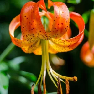 5 Turk's Cap Lily Bulb (Lilium Superbum) – Orange Flower Bulb, 5-6 Inches, Late Season Blooms