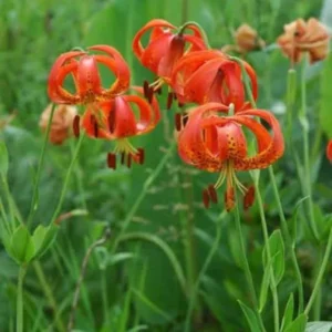 5 Turk's Cap Lily Bulb (Lilium Superbum) – Orange Flower Bulb, 5-6 Inches, Late Season Blooms