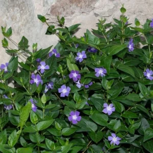 5 Vinca Vine Periwinkle Bare-root 3-6