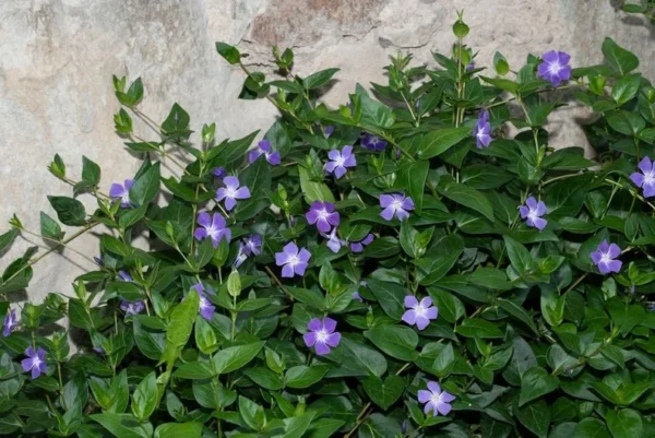 5 Vinca Vine Periwinkle Bare-root 3-6" Height - Ground Cover - Low Maintenance