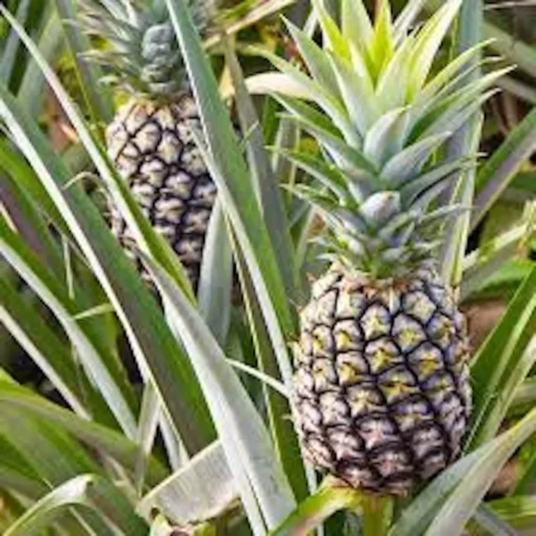 5 White Jade Pineapple Starter Plant - Sweet Edible Fruit, Ananas comosus