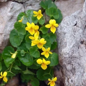 5 Yellow Violets Bare-root - 4-24 Inches - Yellow - Native Wildflower for Shade Gardens