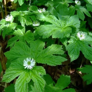 6 Goldenseal Live Roots - Hydrastis Canadensis Perennial Plant