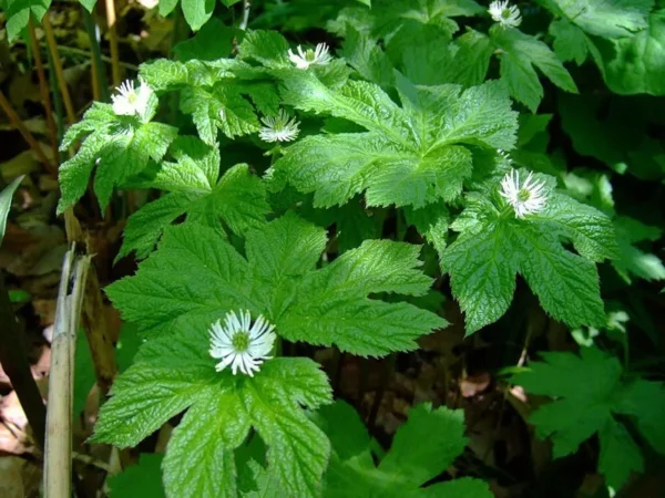 6 Goldenseal Live Roots - Hydrastis Canadensis Perennial Plant