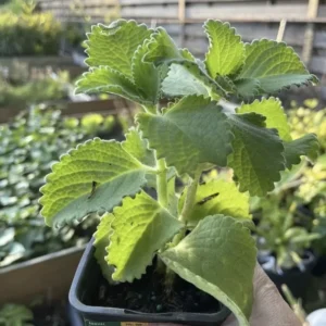 A Cup Cuban Oregano Mexican Organic Plant - 5-10 Inches Well Rooted