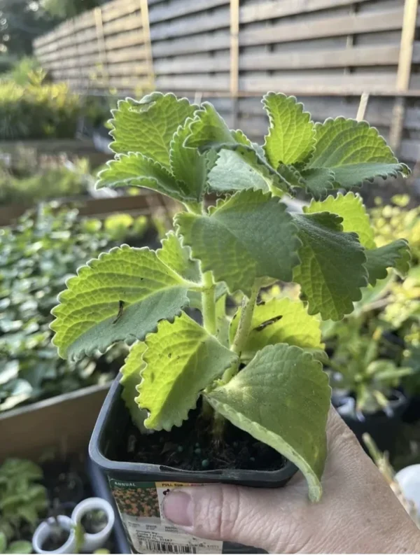 A Cup Cuban Oregano Mexican Organic Plant - 5-10 Inches Well Rooted