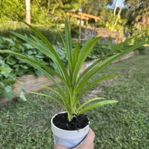 A Cup Pandan Leaves Live Plant 8