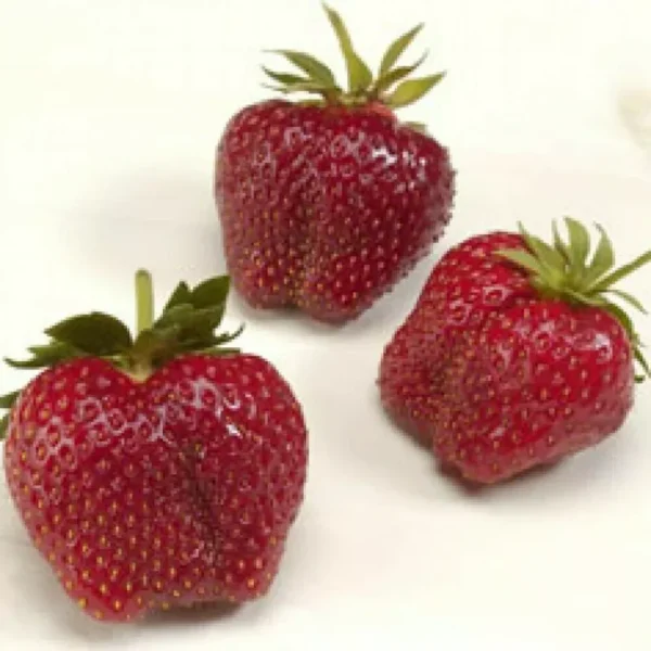 AC Wendy Strawberry 10 Fresh Live Plants - June-Bearing, Large Red Berries