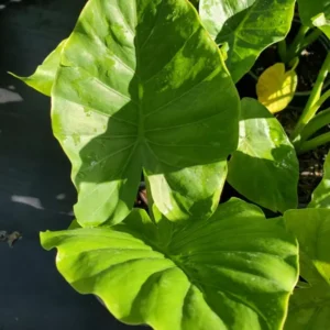 ALOCASIA Odora 7 to 10 inches Elephant Ear Live Plant Bare Root