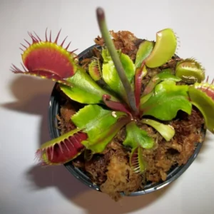 Adult Size Venus Flytrap - Carnivorous Plant - 3in. Pot - Live & Healthy