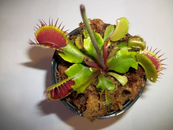 Adult Size Venus Flytrap - Carnivorous Plant - 3in. Pot - Live & Healthy