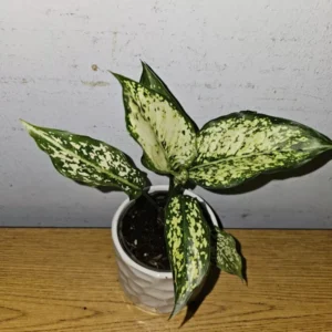 Aglaonema First Diamond - Indoor Houseplant - 4