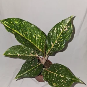 Aglaonema PEACHY PINK HORIZON Live Plant - 7-12