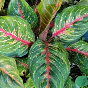 Aglaonema Red Borju Live Plant - 12 Inches - Vibrant Foliage