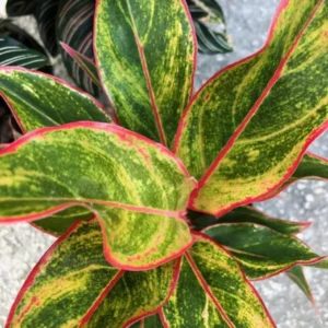 Aglaonema Siam Chinese Evergreen Houseplant 7" Tall Live Plant Christmas