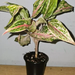 Aglaonema Sparkling Sarah - Chinese Evergreen - 10 to 12