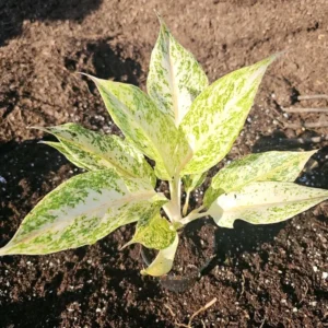 Aglaonema White Snow Dream - 10