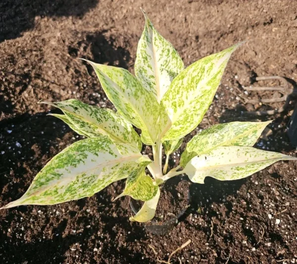 Aglaonema White Snow Dream - 10" Tall - Variegated Indoor & Outdoor Houseplant