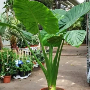 Alocasia Calidora - Elephant Ear Plant - 10-12