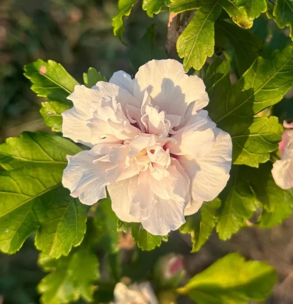 Althea Hibiscus 2 Bare-roots - Red, Pink, White, Bue Flowering Shrub - 12-18 Inch Tall