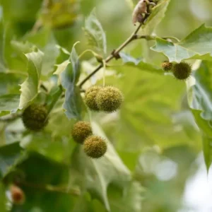 American Sycamore Tree 3 Bare-root 12-18 Inch Tall | Fast Growing, Large Shade Tree