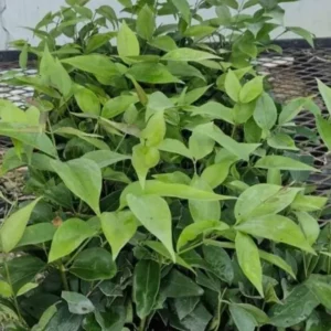 Angel Wing Jasmine Starter Live Plant 5-7