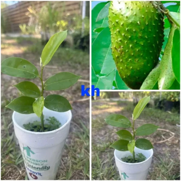 Annona Muricata Graviola Soursop Guanabana Potted Starter Plant - Tropical, Edible Tree, Size 7-9