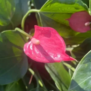 Anthurium Live Plant - 4