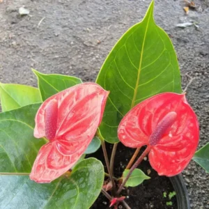 Anthurium Live Plant - 4